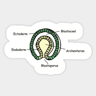 Gastrulation sketch in colour Sticker